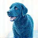 Chien alerte médicale formation